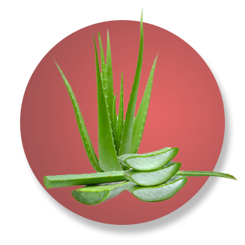 aloe vera