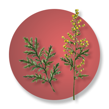 artemisia ANNUA