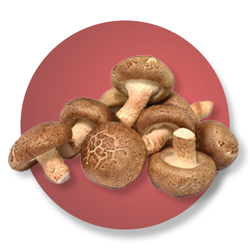 champignon soleil