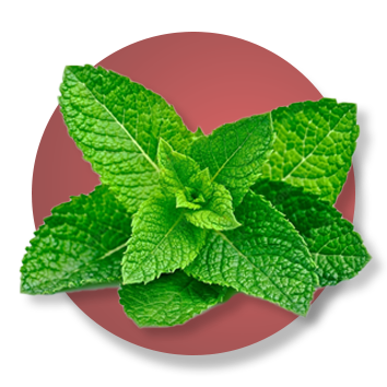 menthe